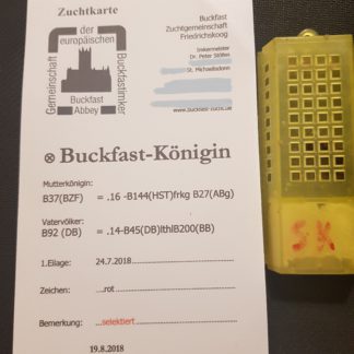 Matki pszczele Buckfast. NieUnasienniene. Od ręki. Od selekcjonowanej reproduktorki